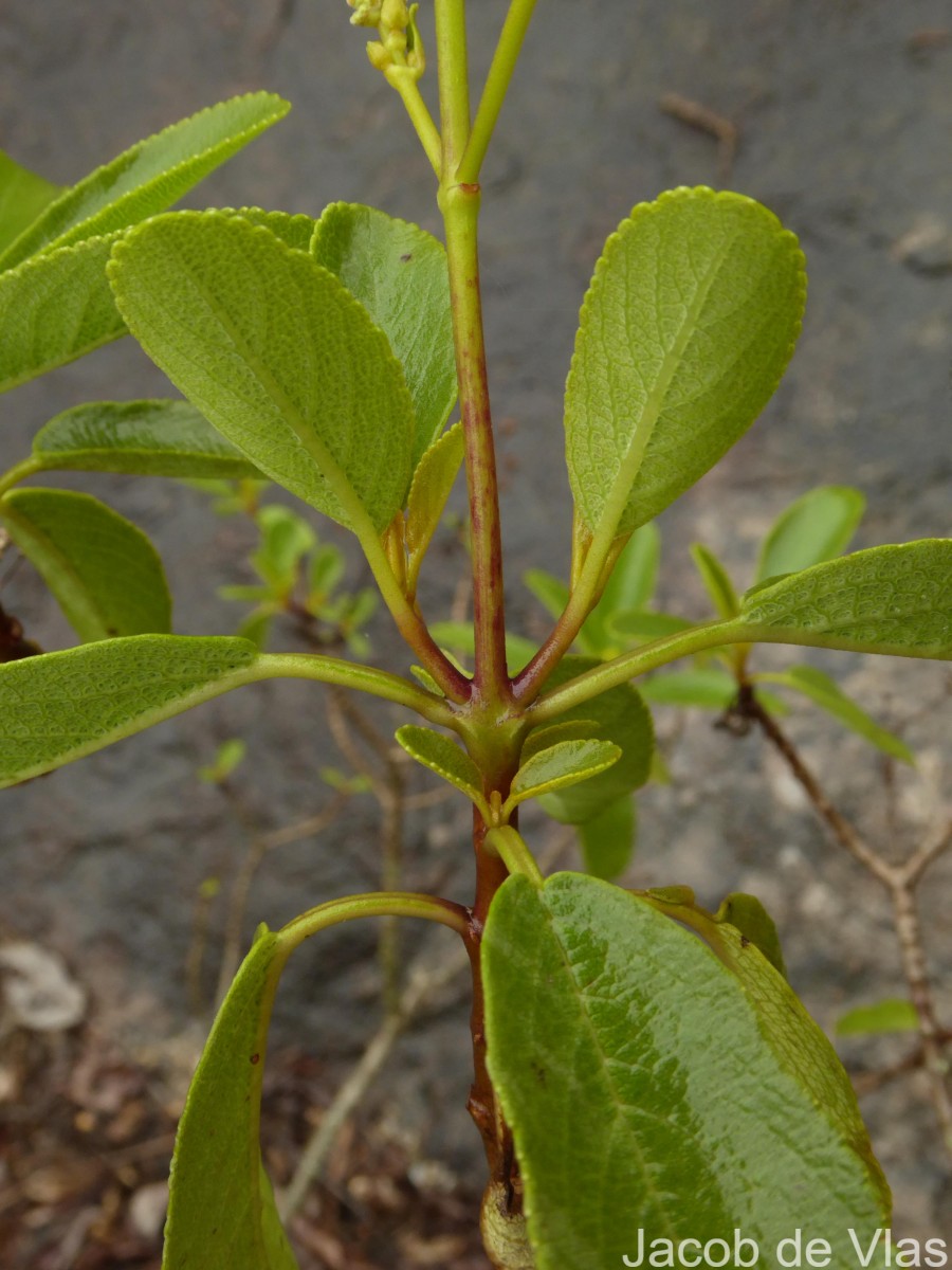 Coleus velutinus (Trimen) A.J.Paton